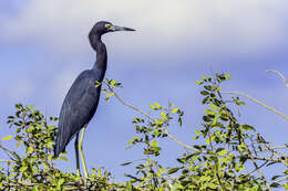 Image of Little Blue Heron