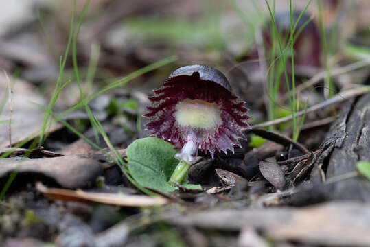 Image of Stately helmet orchid