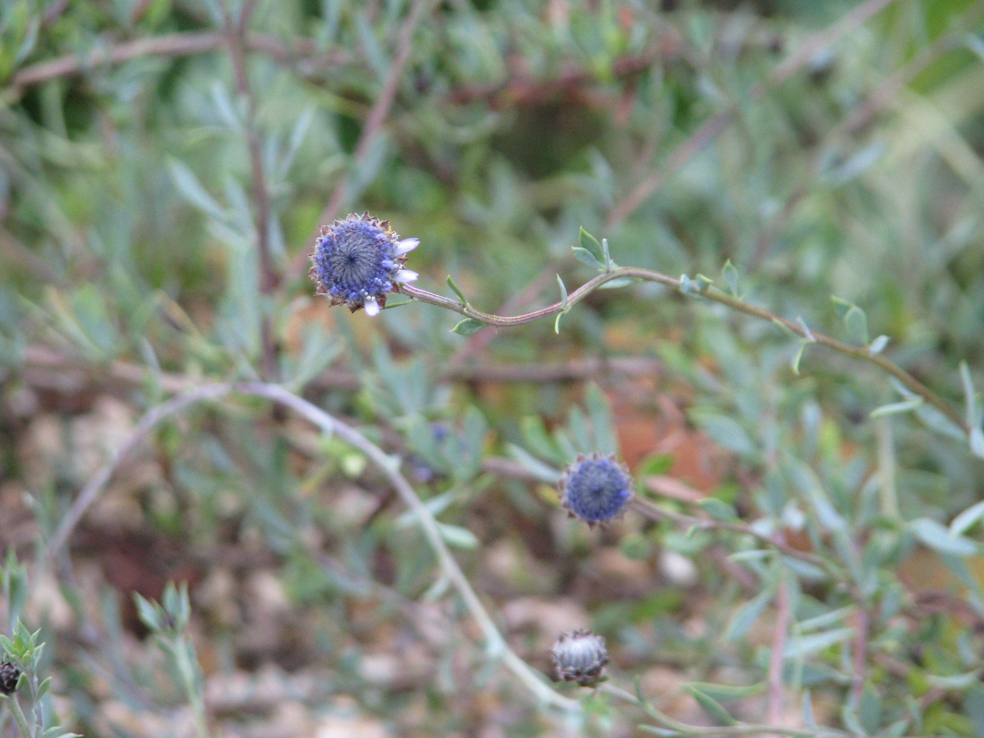 Image of Alypo globe daisy