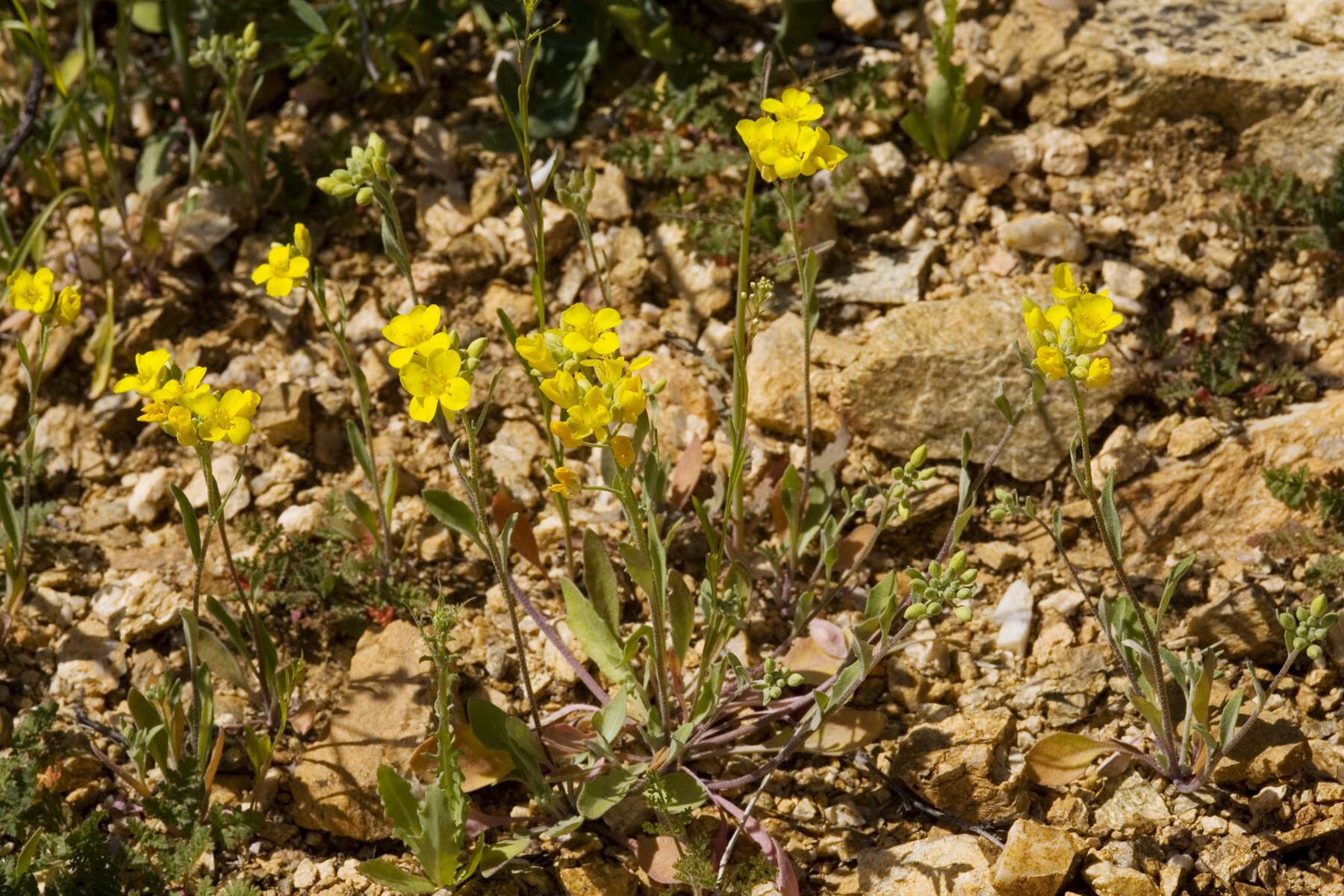 Image of Gordon's bladderpod