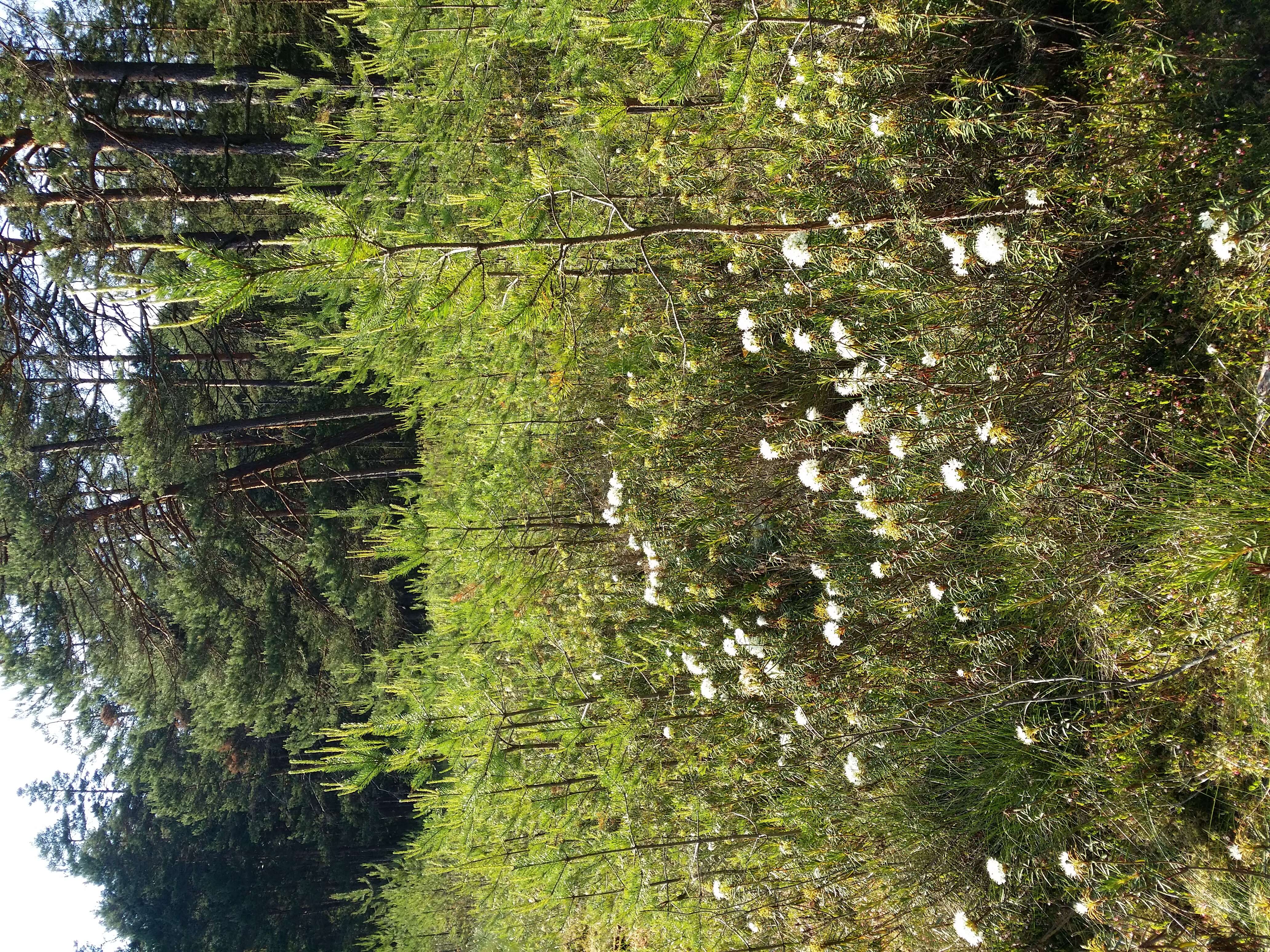 Imagem de Rhododendron tomentosum (Stokes) Harmaja