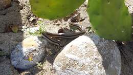 Image of Striped Road Guarder