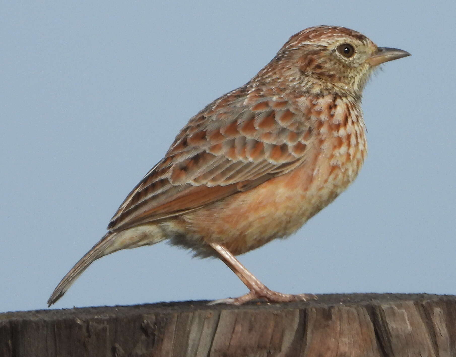 Image of Cape Clapper Lark