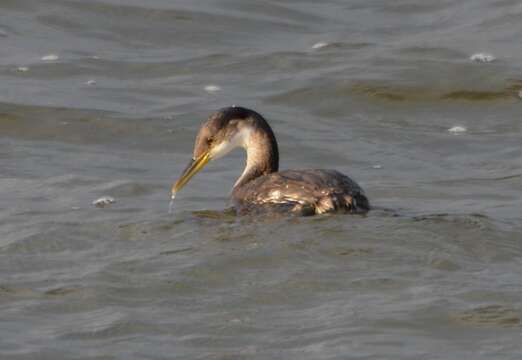 Image of Red-necked Grebe