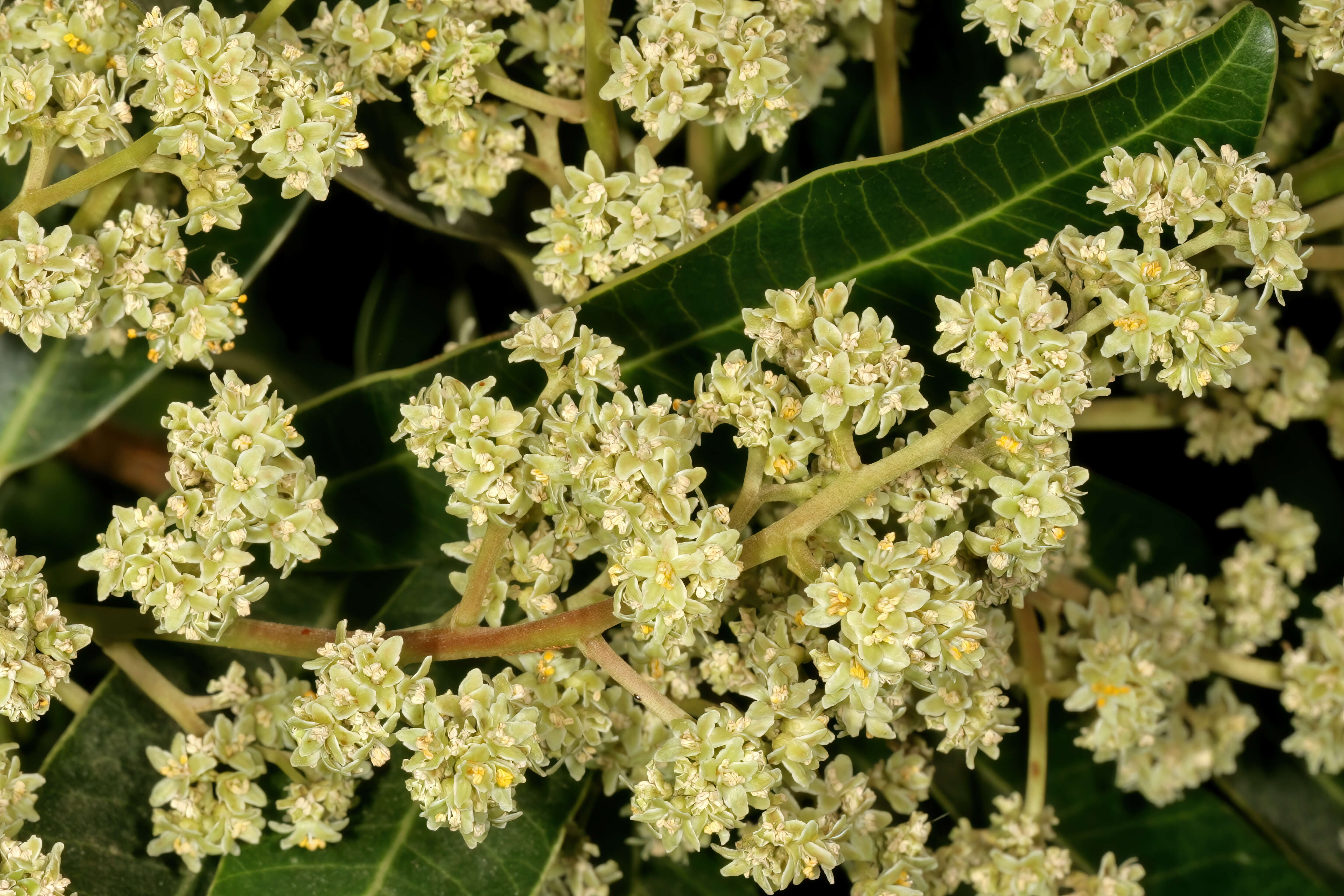 Image of Protorhus longifolia (Bernh.) Engl.