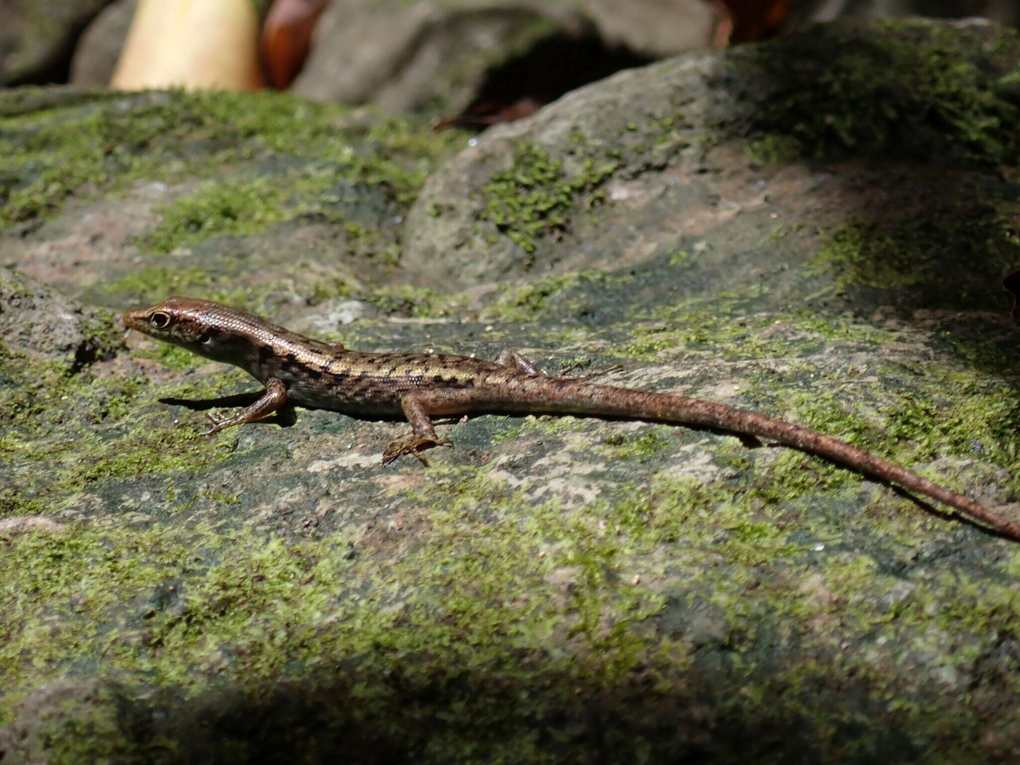 Image of Medway's Emo Skink