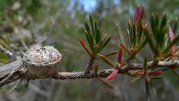 Image of Leptospermum arachnoides Gaertner