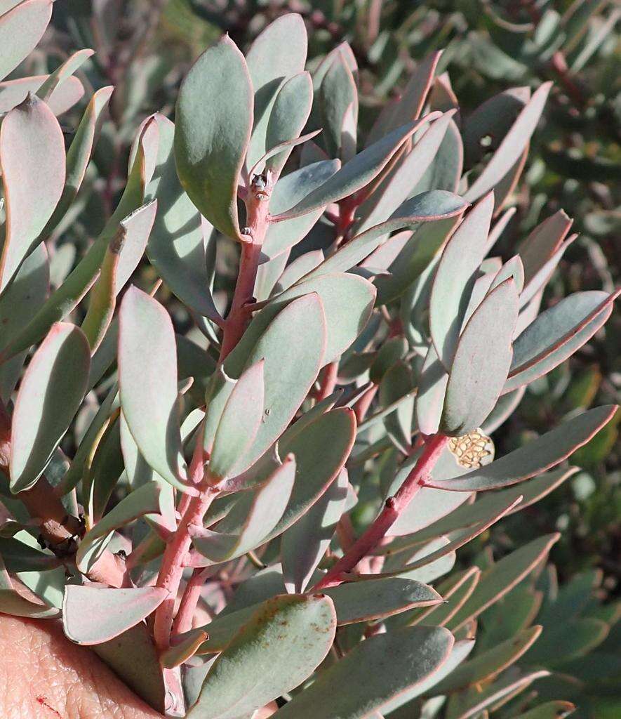 Image of Protea sulphurea Phillips