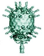 Image of Bacillus virus phi29