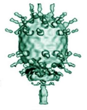 Plancia ëd Bacillus virus phi29