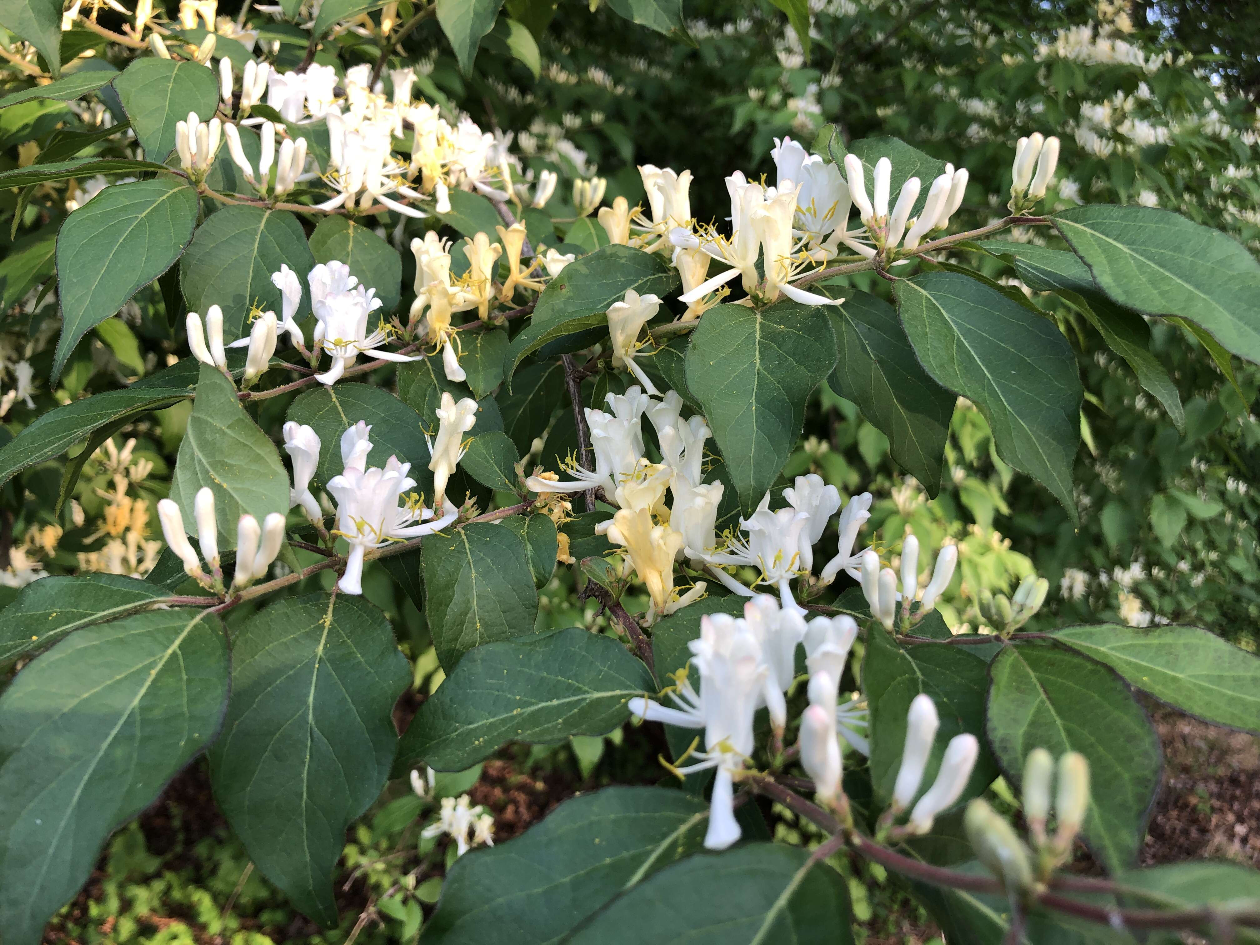 Image of Amur honeysuckle