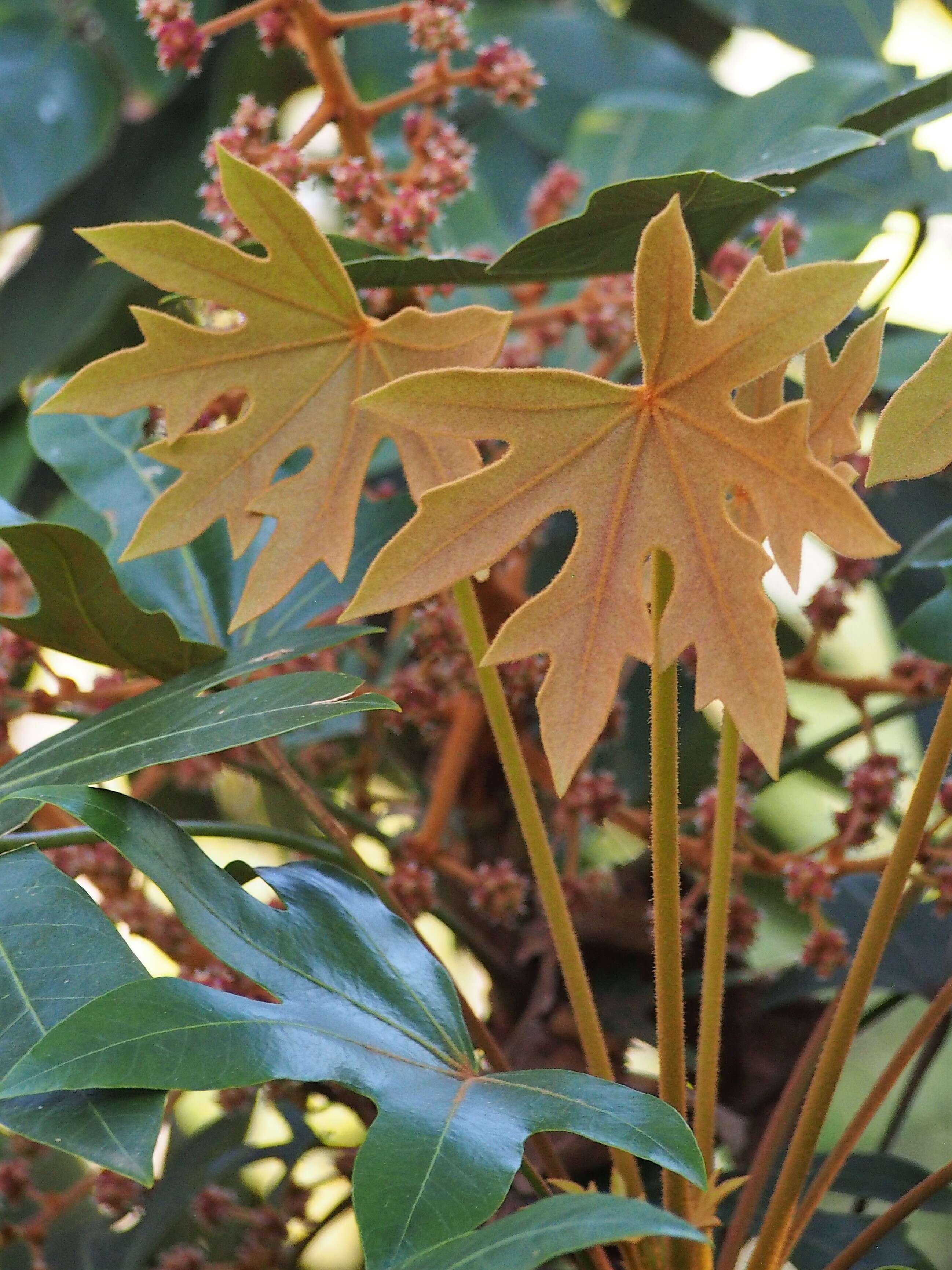 Image of Oreopanax dactylifolius T. Moore