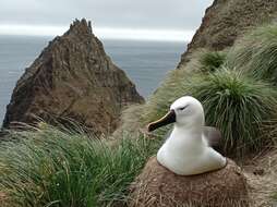 Image de Albatros de Carter