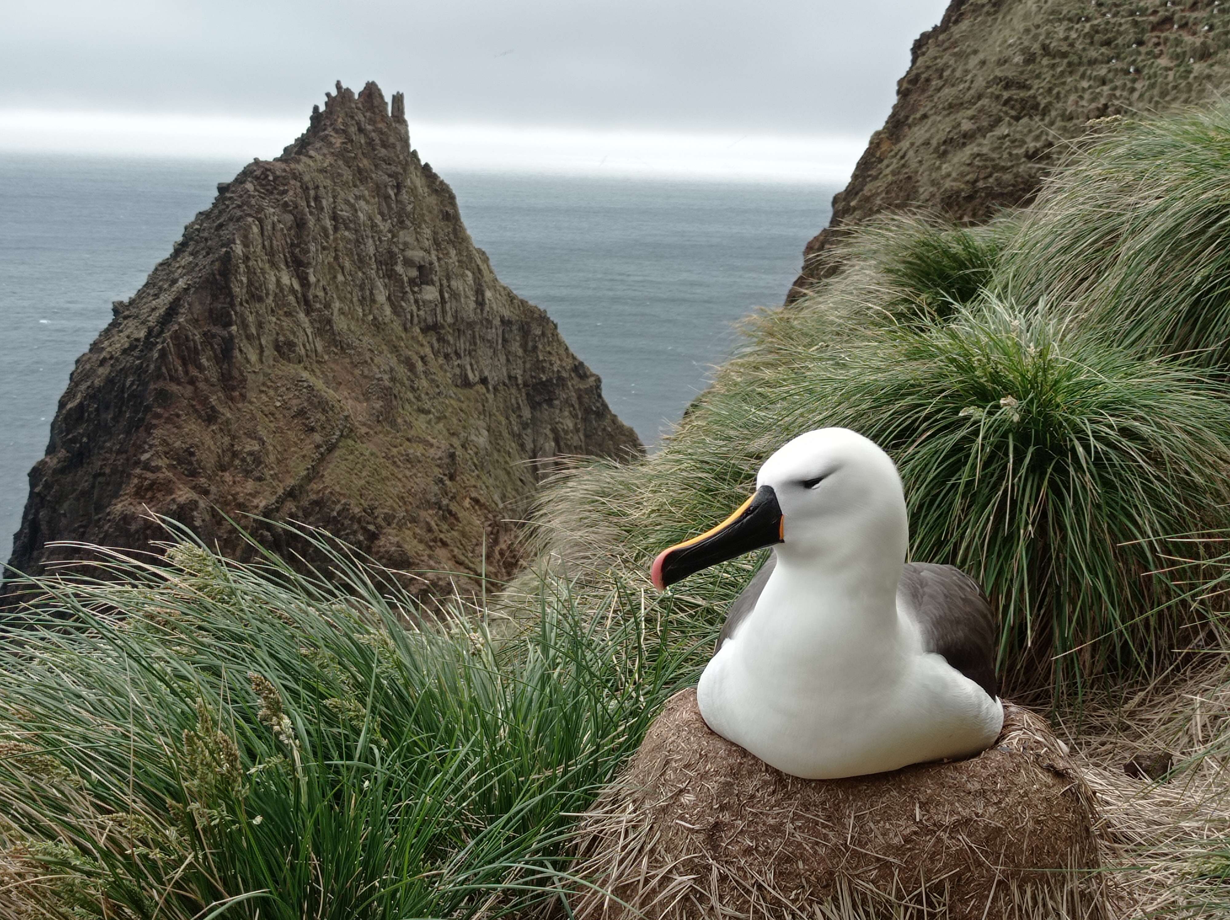 Image de Albatros de Carter