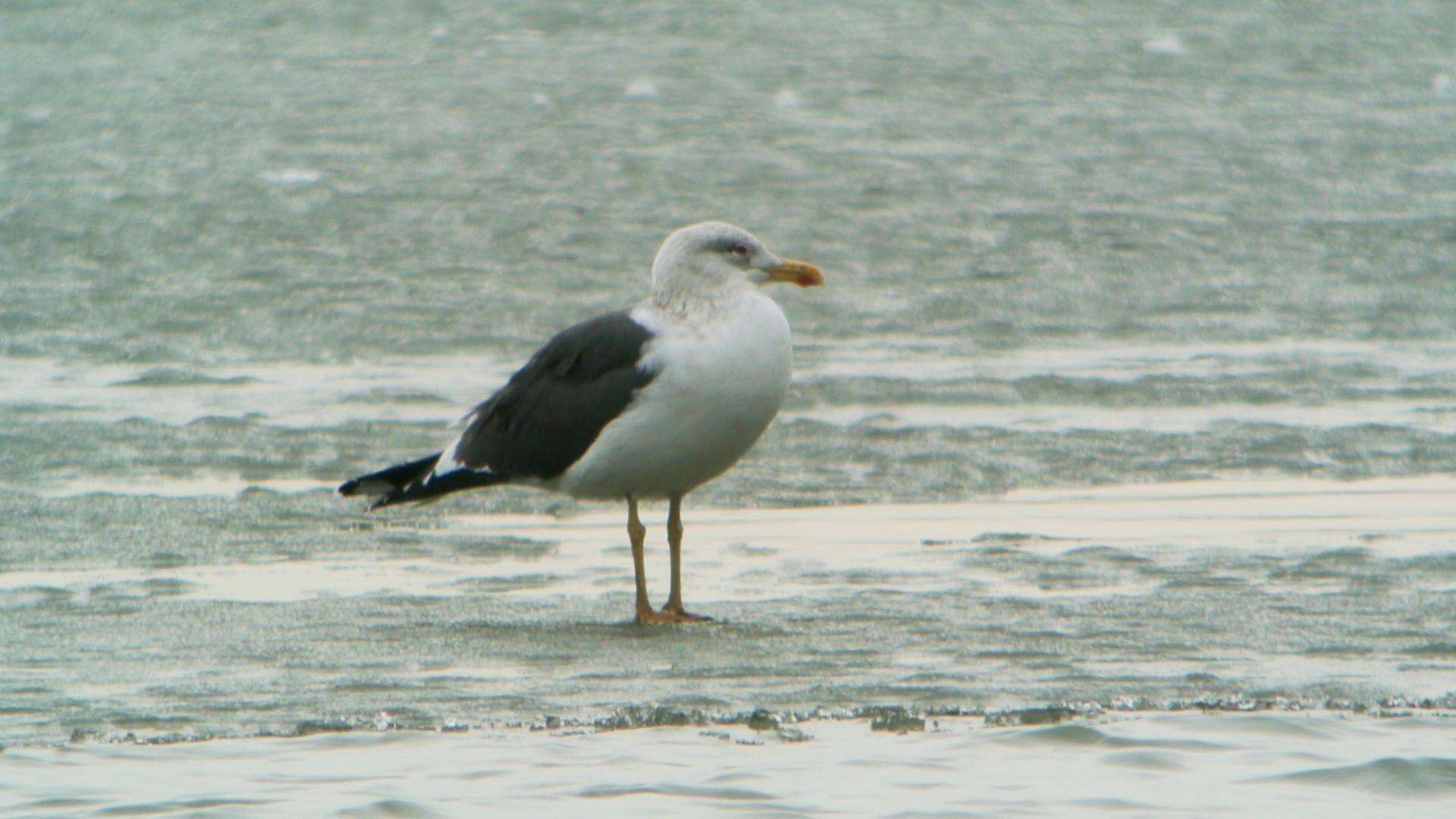 Image of Lesser Black-backed Gull