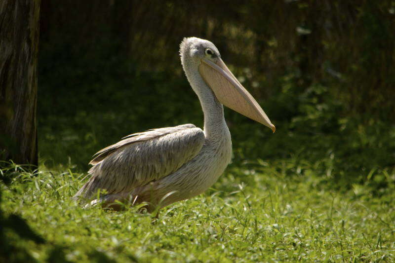 Image of Pink-backed Pelican