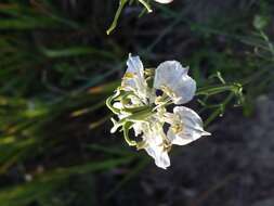 Nigella arvensis L. resmi