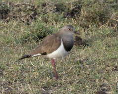 Image of Black-winged Lapwing