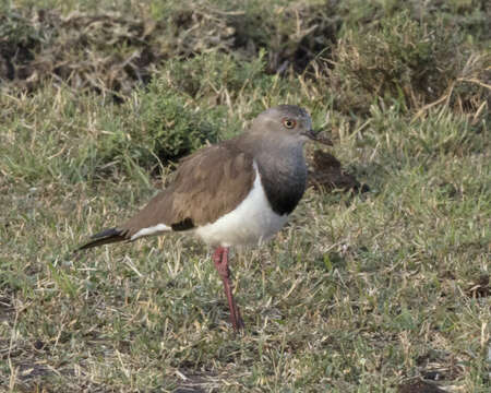 Image of Black-winged Lapwing