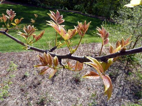 Imagem de Tapiscia sinensis Oliver