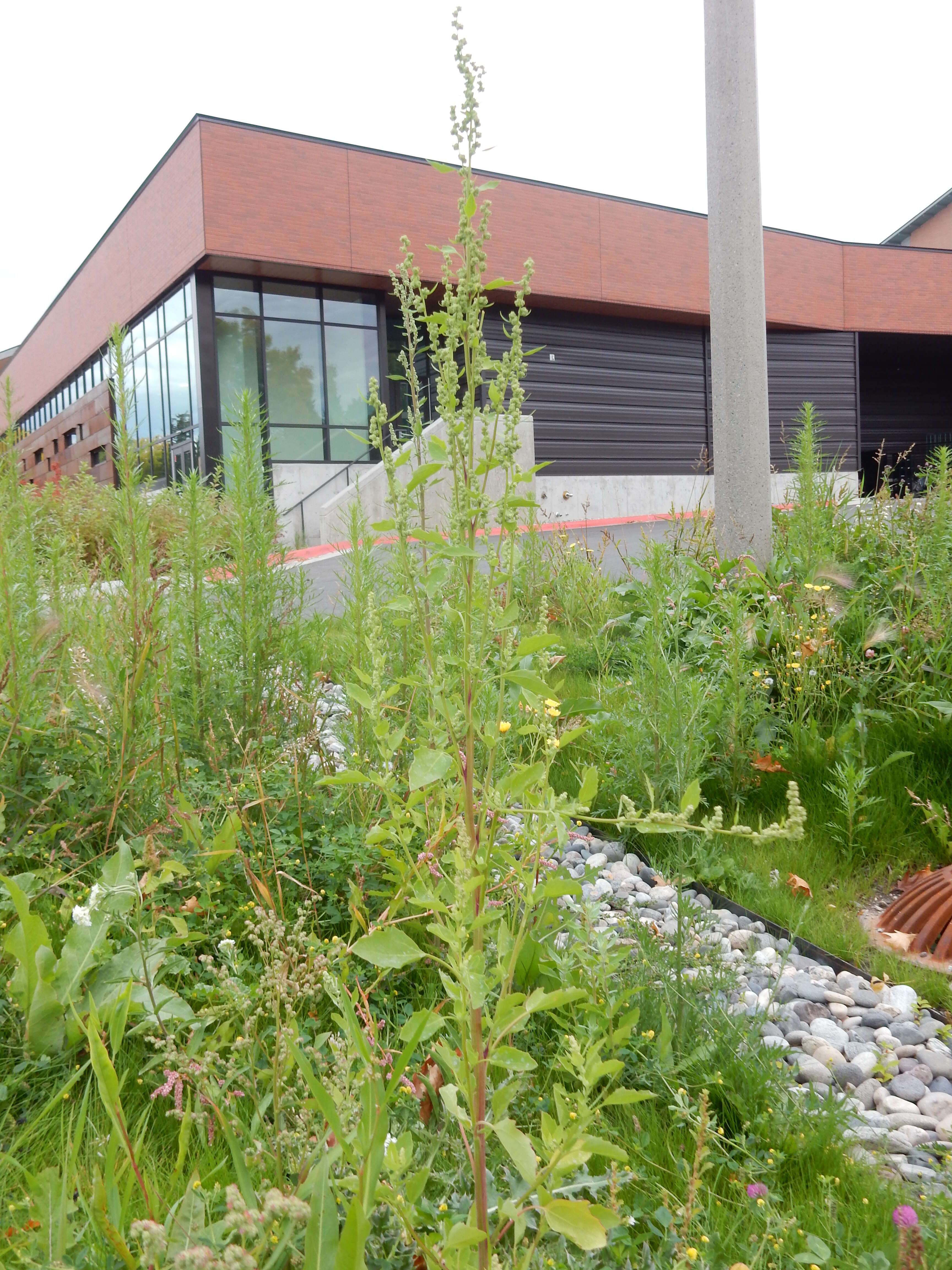 Image of pitseed goosefoot