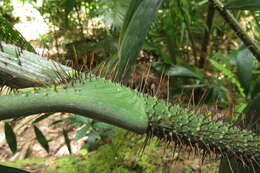 Image of Dunk Island lawyer vine