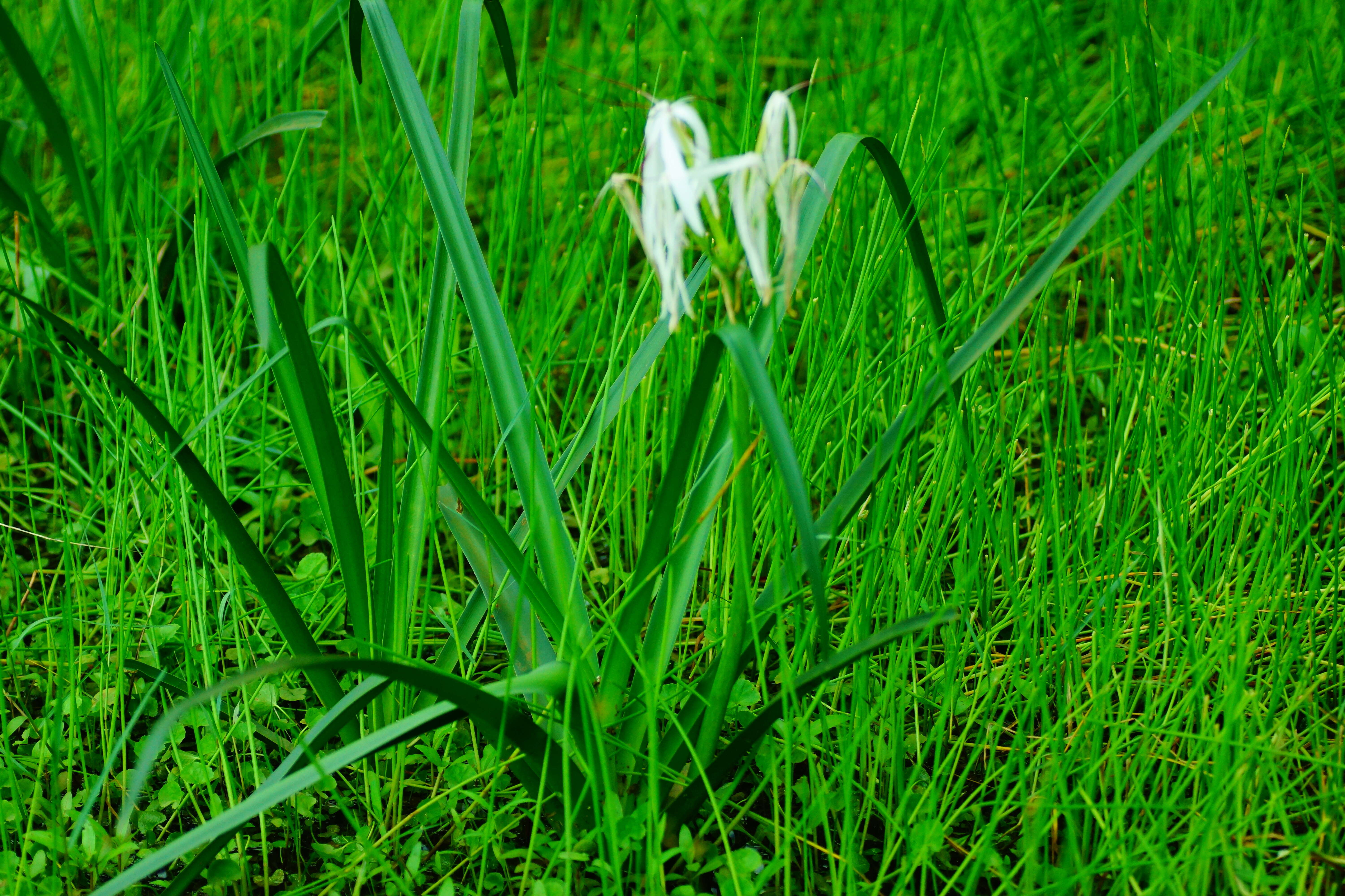 Слика од Crinum viviparum (Lam.) R. Ansari & V. J. Nair