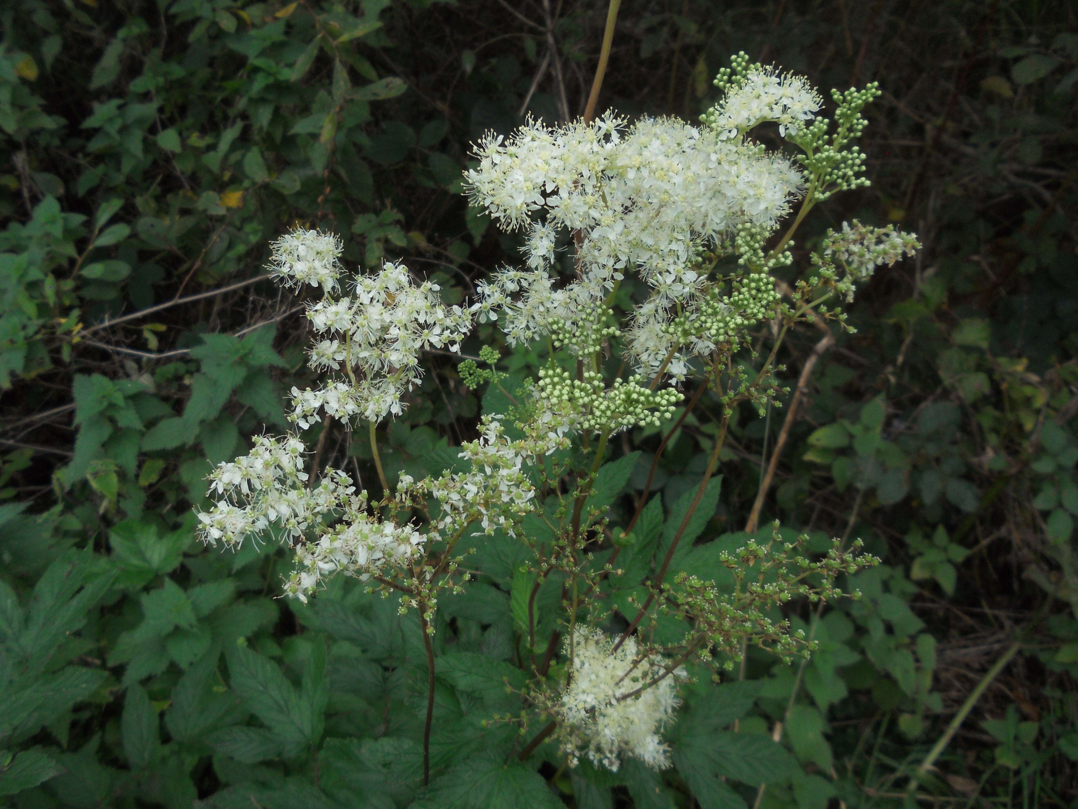 Image of Meadowsweet