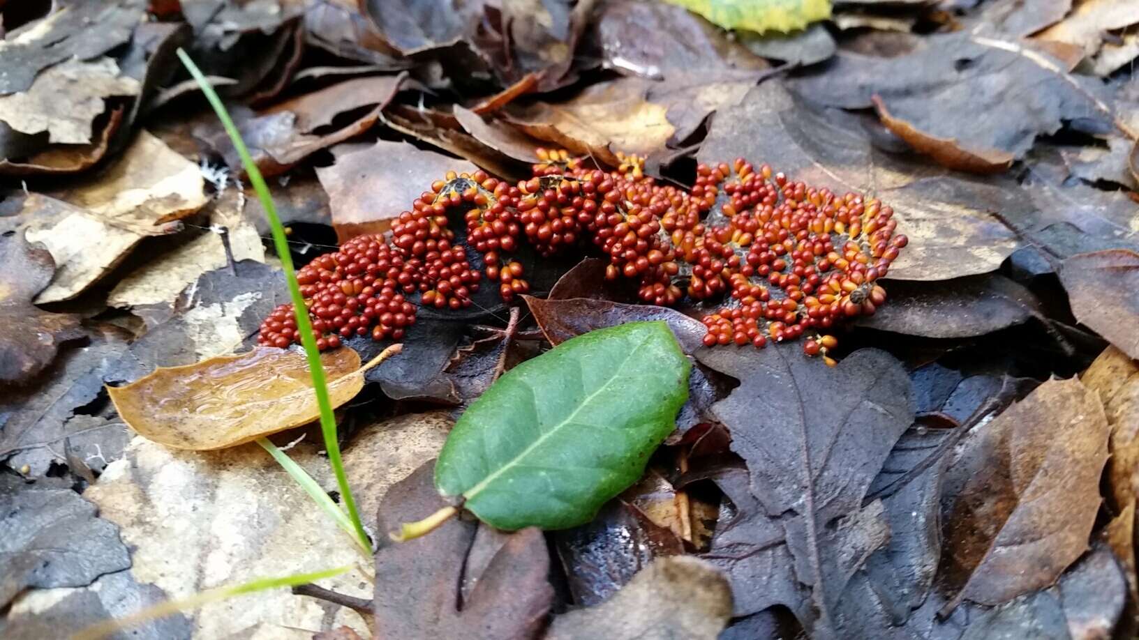 Image of Egg-shell Slime Mould