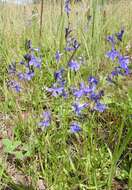 Image of Apache lobelia