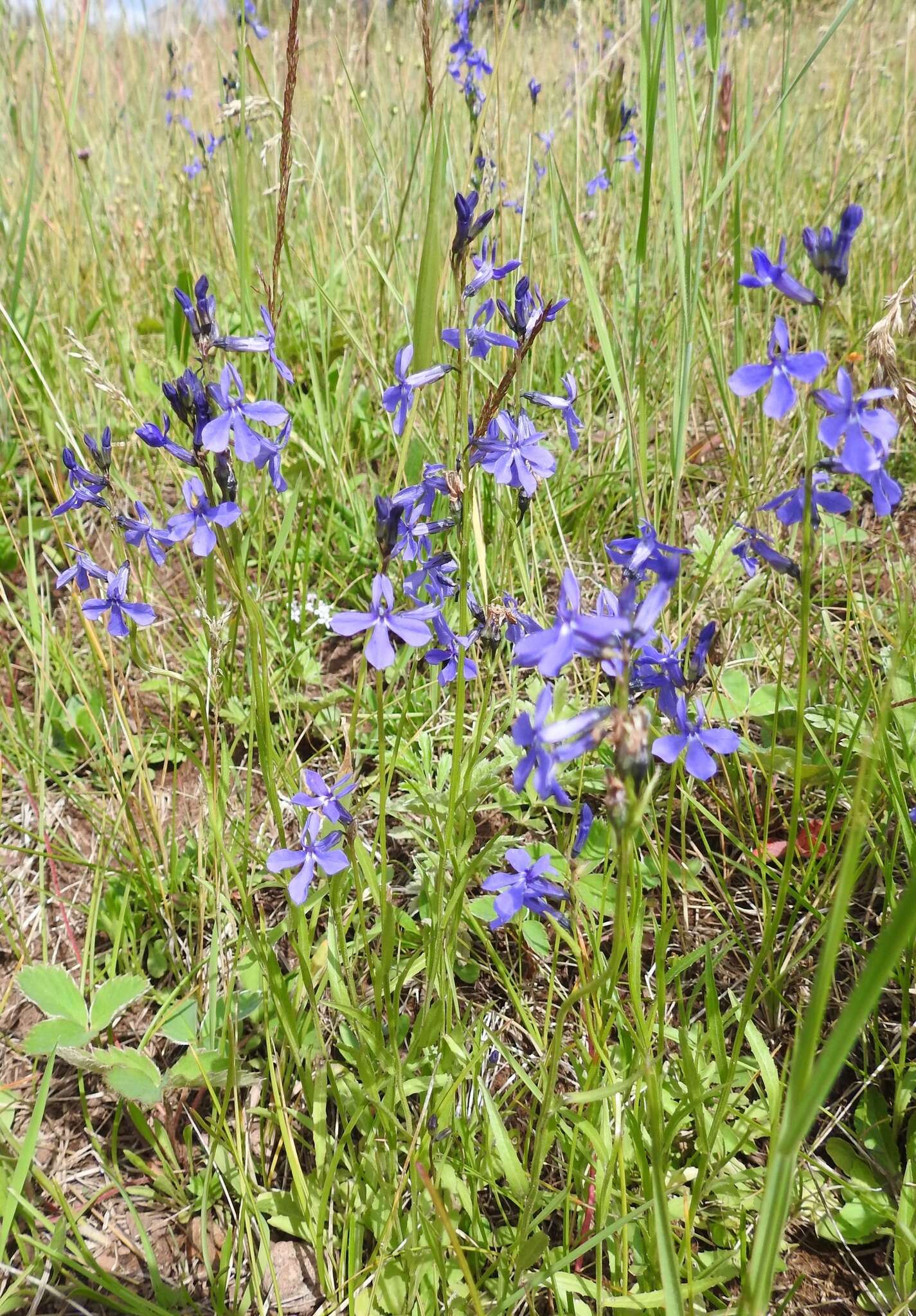 Image of Apache lobelia