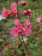 Image of elegant clarkia