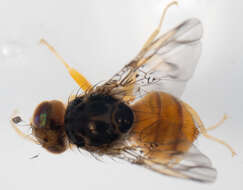 Image of Mediterranean fruit fly