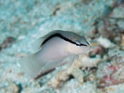 Image of Bandit dottyback