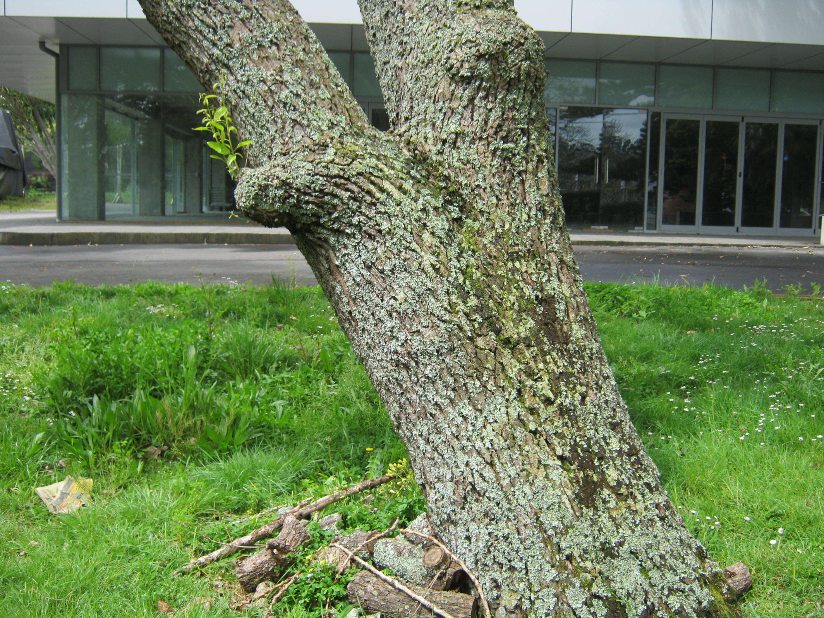 Image of Saw-tooth Oak