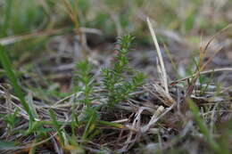 Image of Asperula conferta Hook. fil.