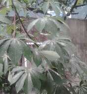 Image of cassava