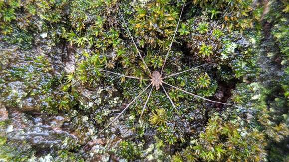 Image of Daddy longleg