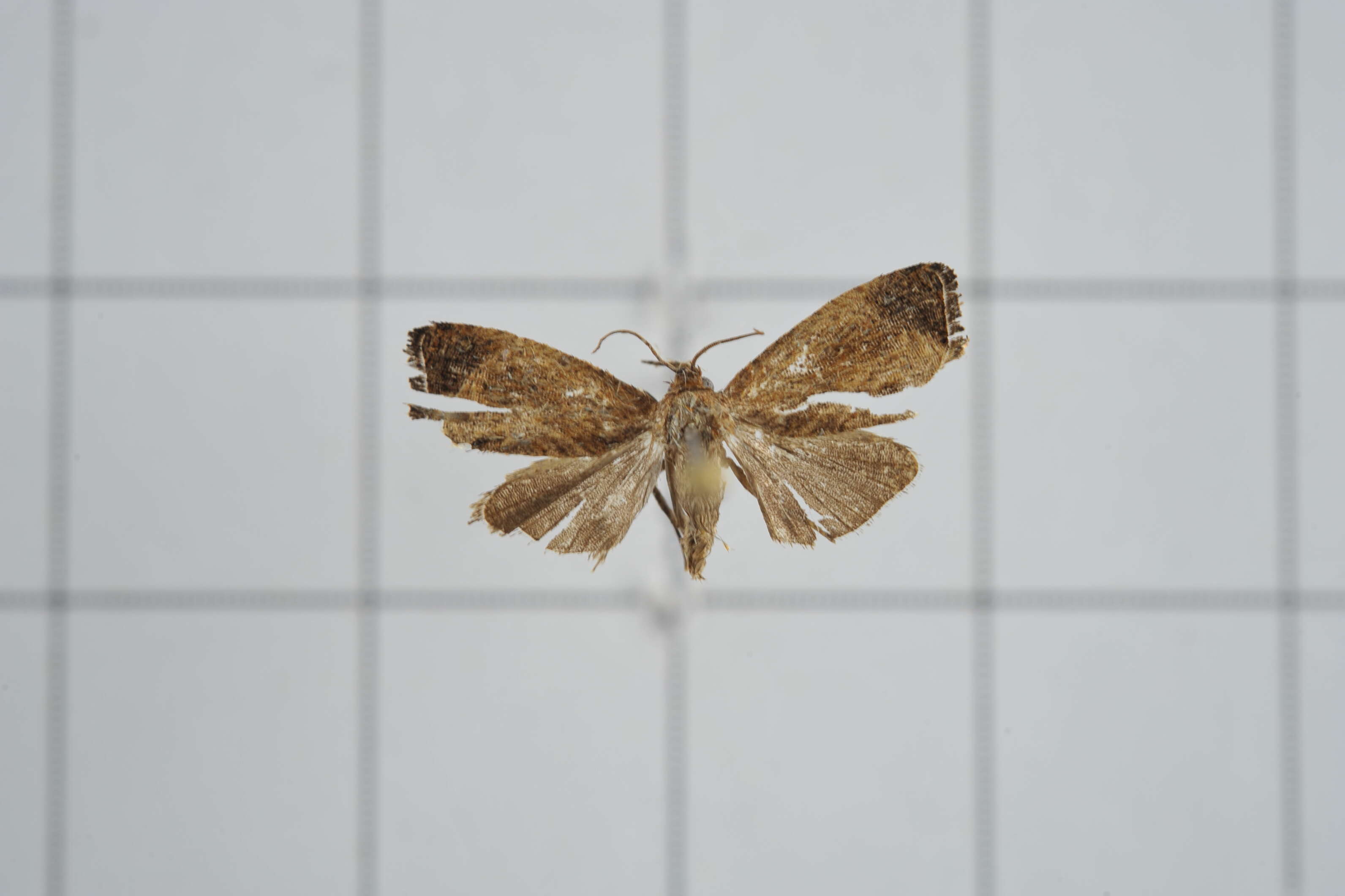 Image of Cryptophlebia repletana Walker 1863