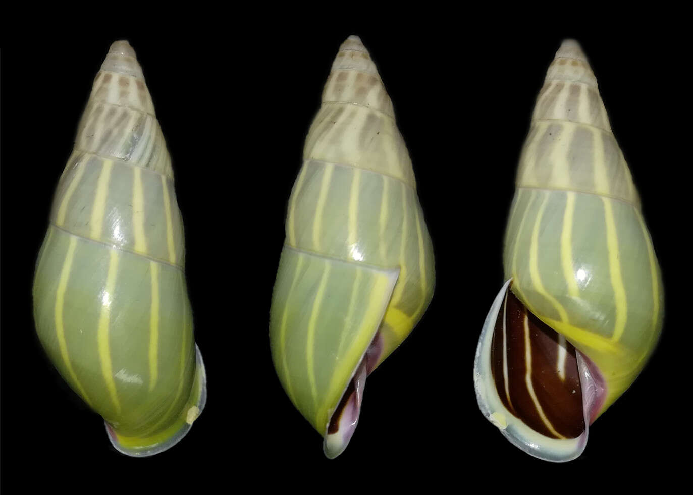 Image of Amphidromus baolocensis Thach & F. Huber 2016