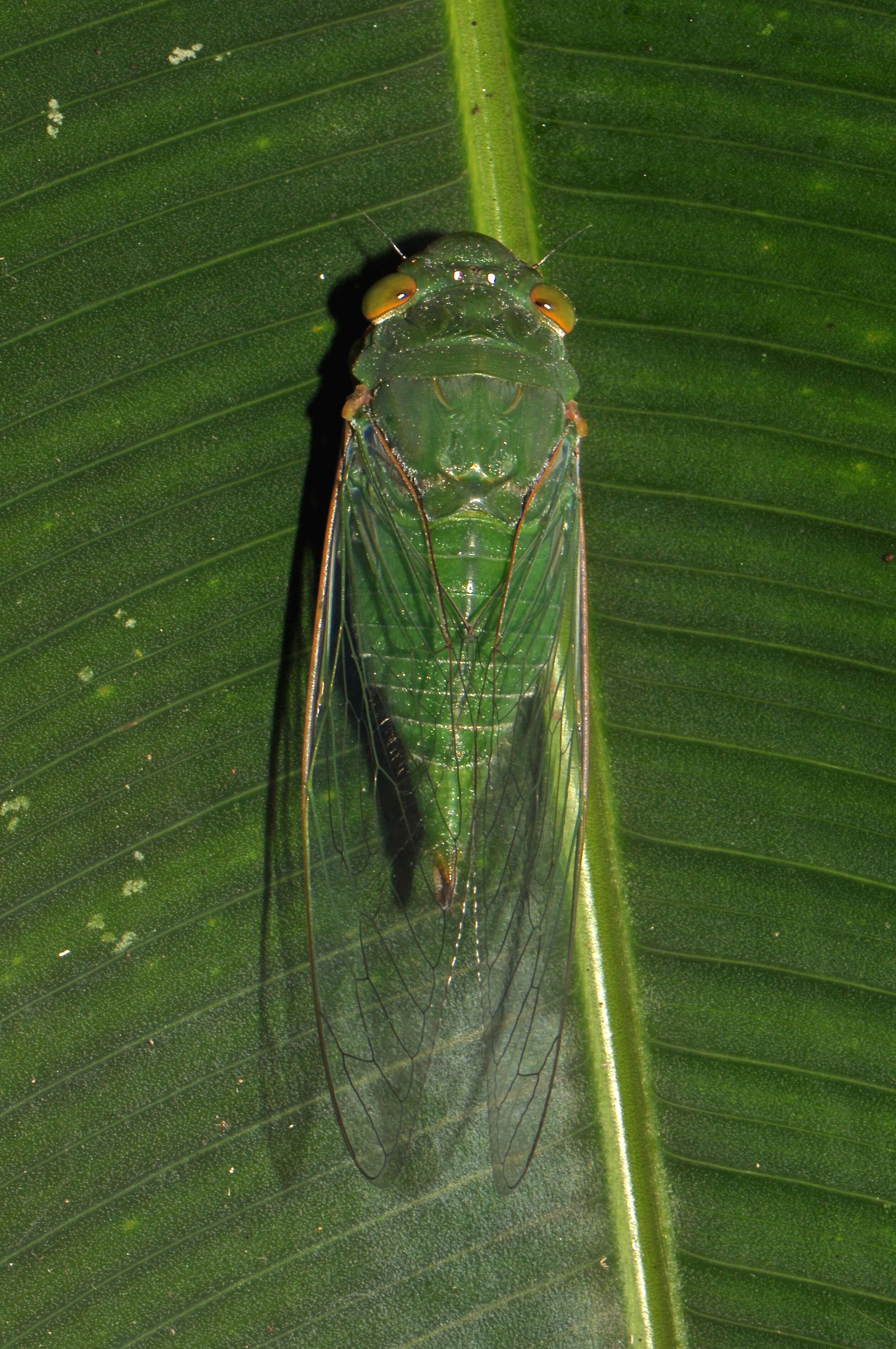 Image of Dundubia vaginata (Fabricius 1787)