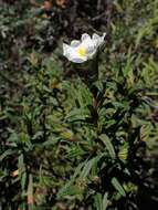 Image of Montpelier cistus