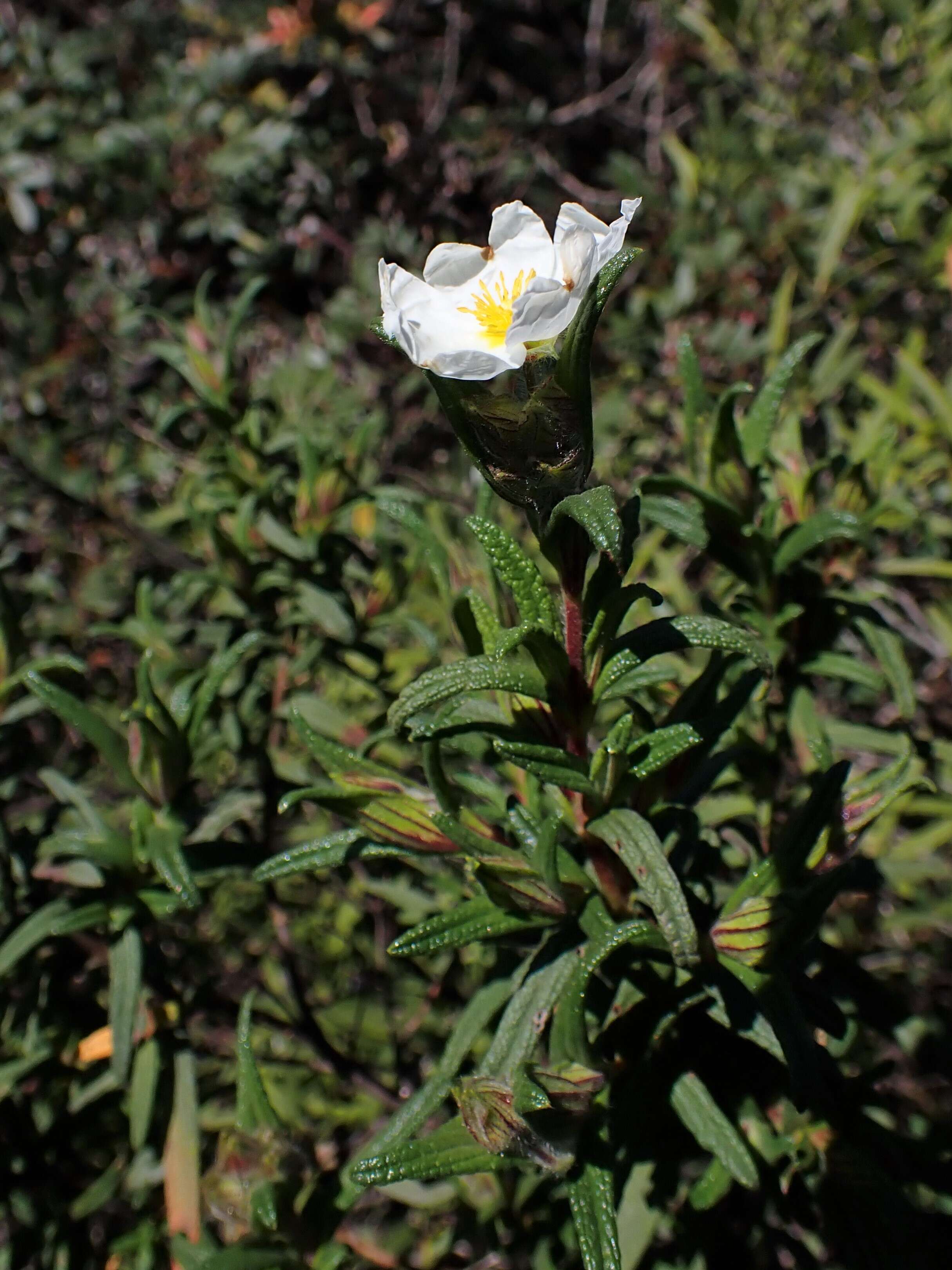 Image of Montpelier cistus