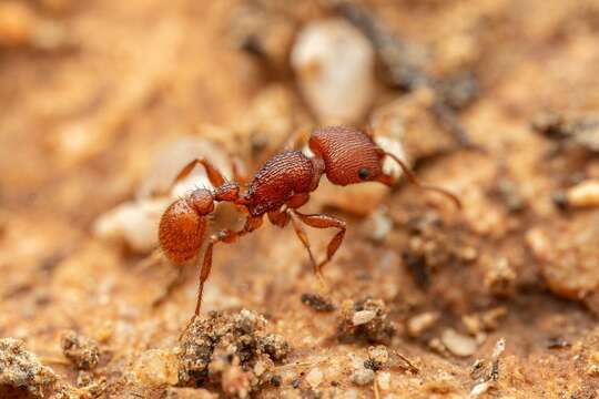 Image of Pogonomyrmex imberbiculus Wheeler 1902