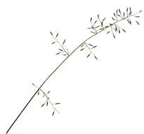 Image of Australian lovegrass