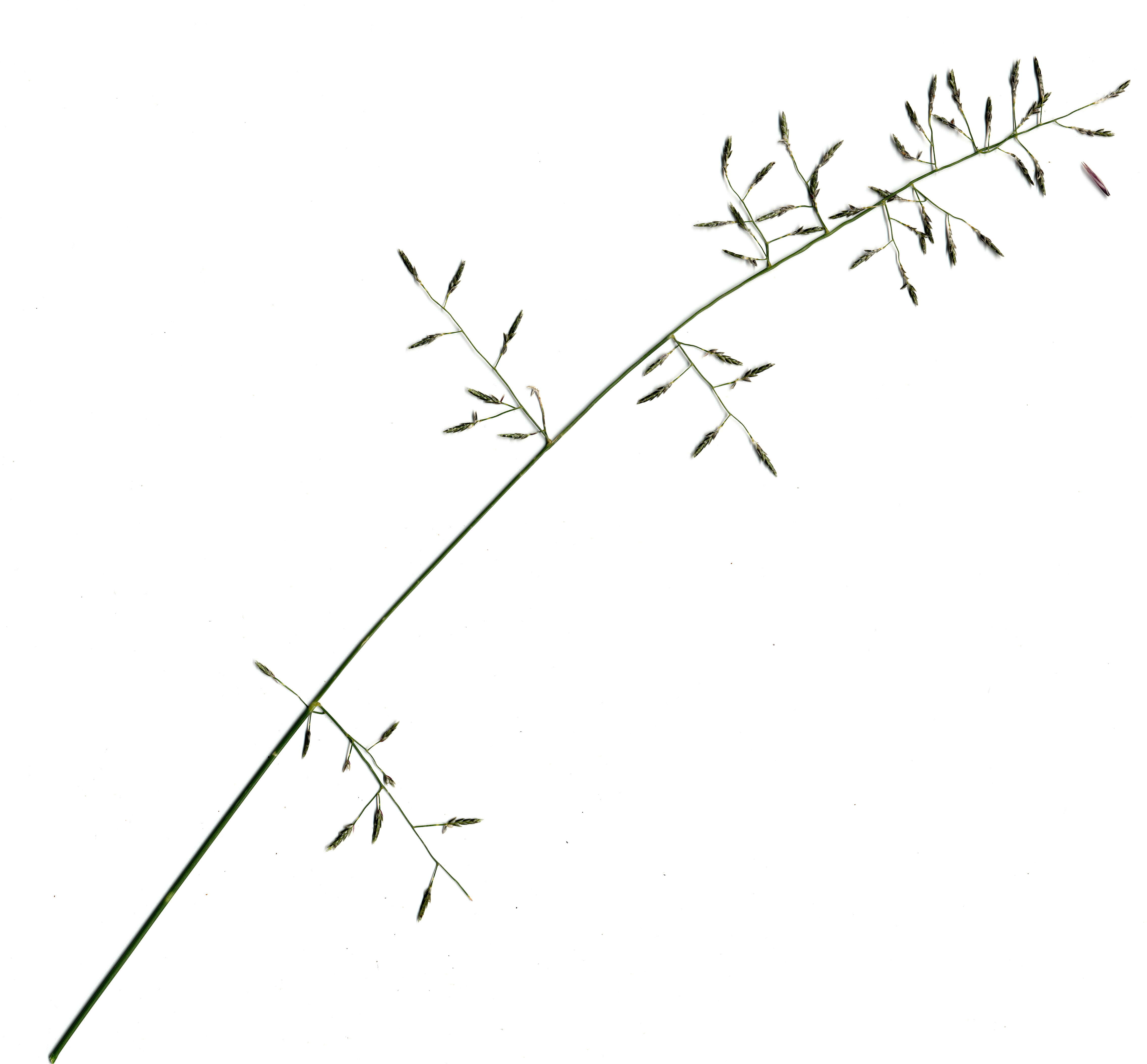 Image of Australian lovegrass