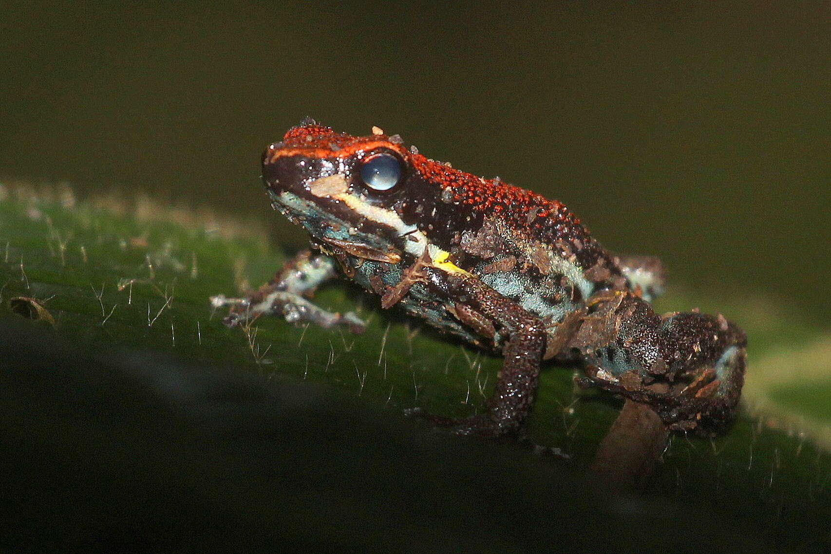 Ameerega bilinguis (Jungfer 1989) resmi