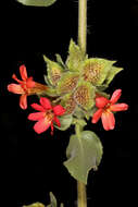 Image of Petalidium coccineum S. Moore