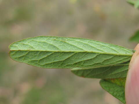 Image of Desmodium varians (Labill.) G. Don