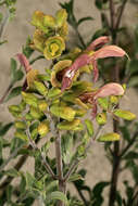 Image of Salvia lanceolata Lam.